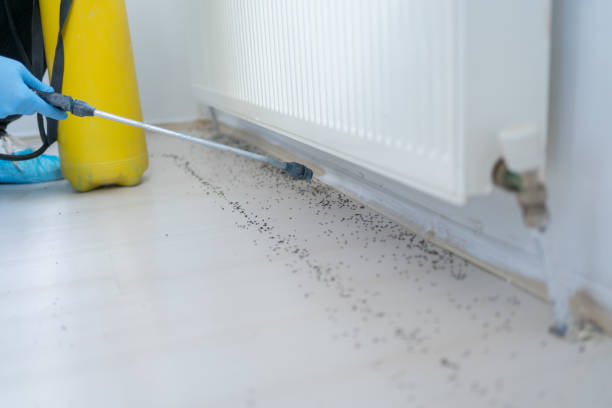 Best Pest Inspection Near Me  in Red Chute, LA